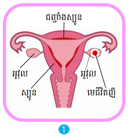 វឌ្ឍនភាពនៃការមករដូវ