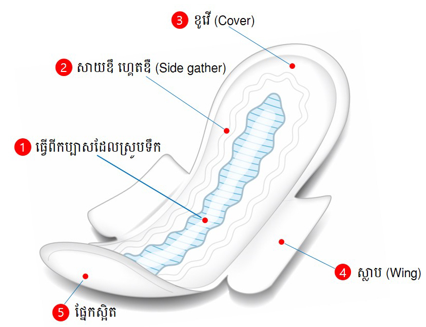 រូបរាងសំឡីអនាម័យ និងតួនាទី